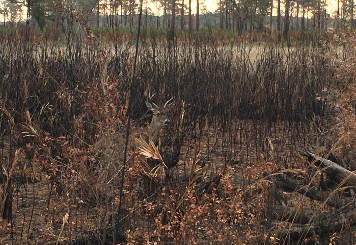 Buck in the burn zone at Catfish Creek